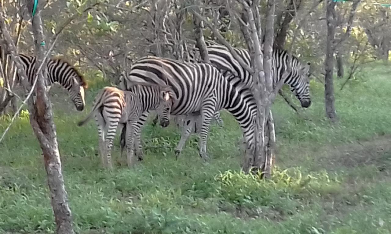 Nanisto Bush Lodge Marloth Park Exterior foto