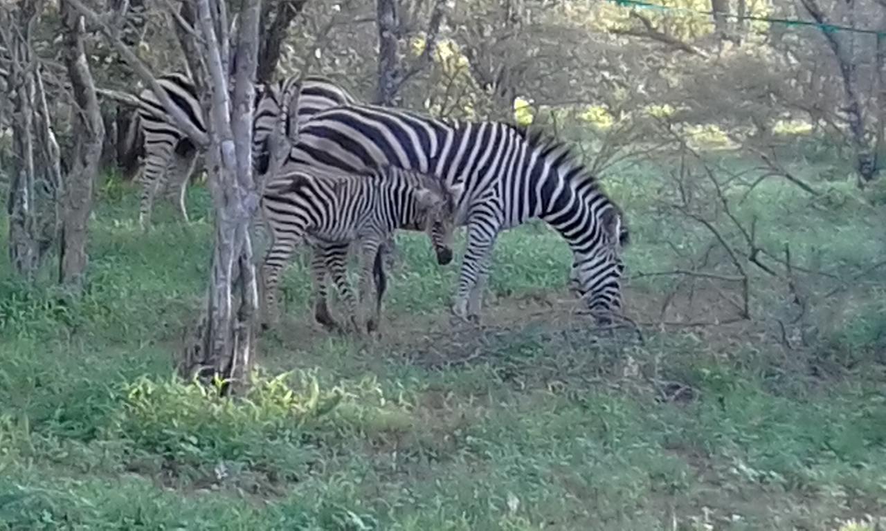 Nanisto Bush Lodge Marloth Park Exterior foto