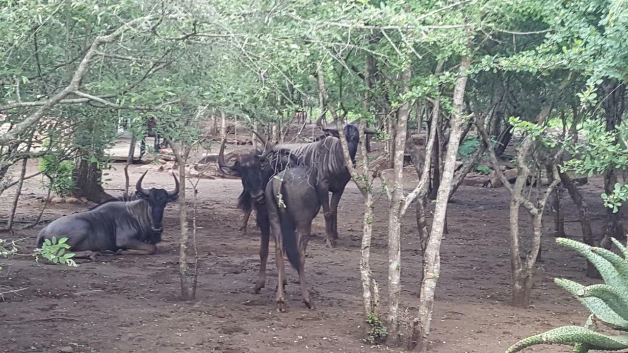 Nanisto Bush Lodge Marloth Park Exterior foto