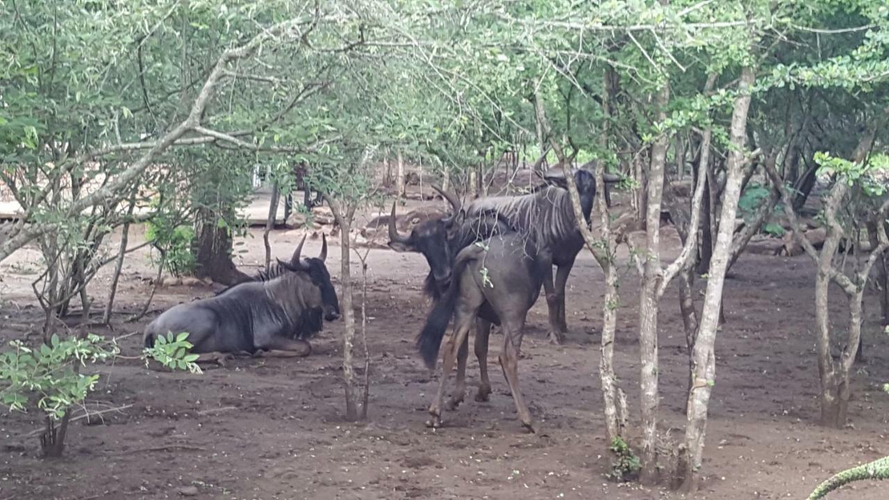 Nanisto Bush Lodge Marloth Park Exterior foto
